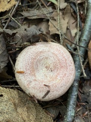 Lactarius subpurpureus