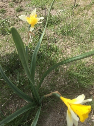 Image of Narcissus hispanicus by (c) Andre Hosper, some rights reserved (CC BY)