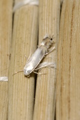 Phyllocnistis labyrinthella