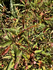Ludwigia alternifolia