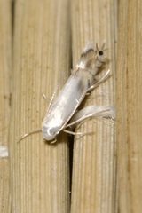 Phyllocnistis labyrinthella