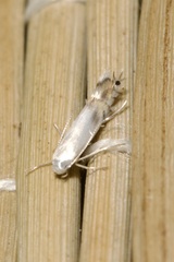Phyllocnistis labyrinthella