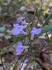 Lobelia amoena