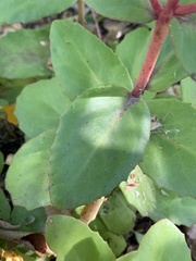 Hylotelephium telephium