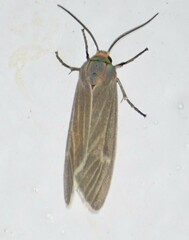 Pygarctia pterygostigma