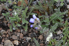 Polemonium pulcherrimum