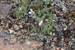 Polemonium pulcherrimum