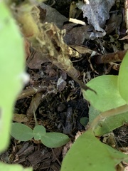 Hylotelephium telephium