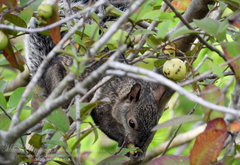 Sciurus variegatoides