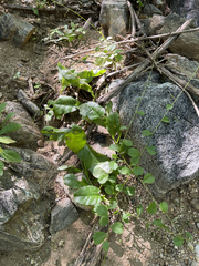 Talinum sonorae