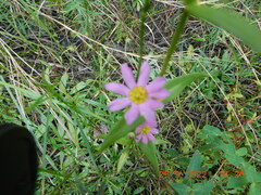 Sabatia kennedyana
