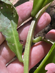 Talinum sonorae