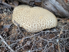 Caloboletus conifericola