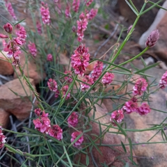 Indigofera venusta