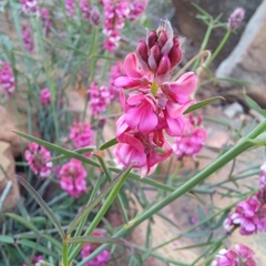 Indigofera venusta