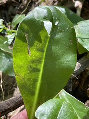 Talinum sonorae