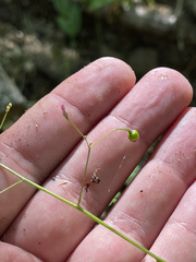 Talinum sonorae