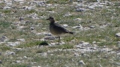 Charadrius morinellus