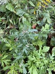 Artemisia indica