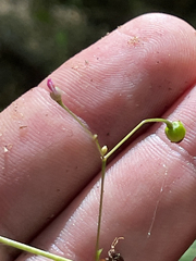 Talinum sonorae