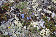 Myosotis asiatica