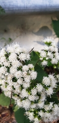 Ageratina