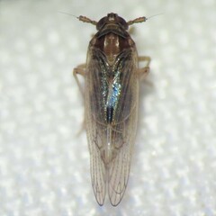 Delphacidae