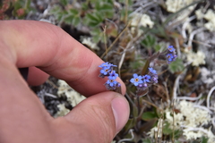Myosotis asiatica
