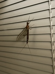Ephemeroptera