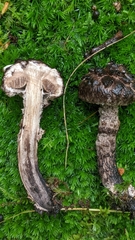 Strobilomyces