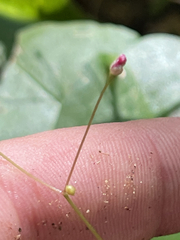 Talinum sonorae