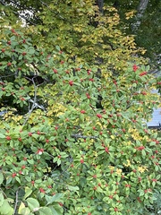 Ilex
