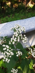 Ageratina