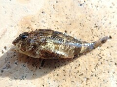 Centropogon australis
