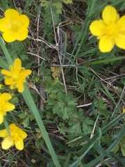 Ranunculus ollissiponensis