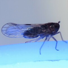 Delphacidae
