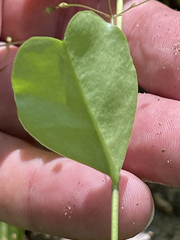 Talinum sonorae