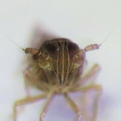 Delphacidae