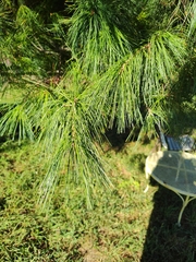 Casuarinaceae