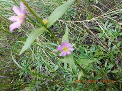 Sabatia kennedyana
