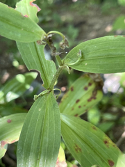 Tradescantia peninsularis