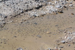 Cyprinodon salinus salinus