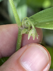 Tradescantia peninsularis