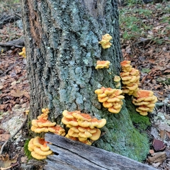 Laetiporus conifericola