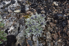 Phacelia sericea