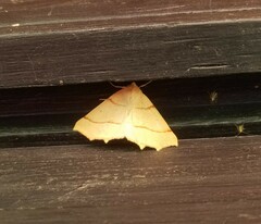 Tetracis jubararia