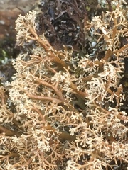 Sphaerophorus globosus