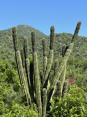Pachycereus pecten-aboriginum