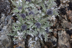 Phacelia sericea