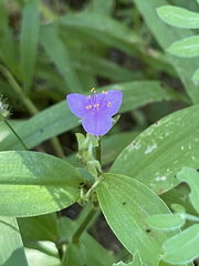 Tradescantia peninsularis